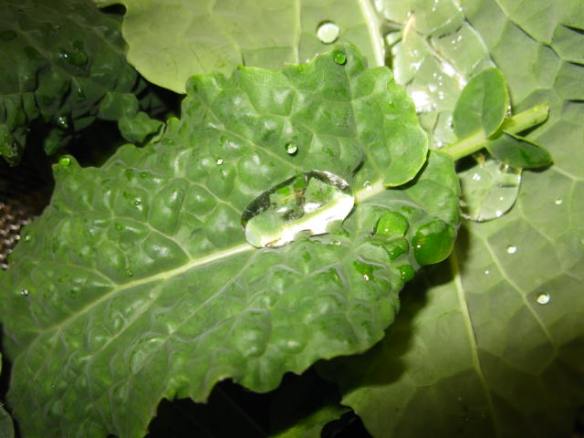 Water droplets on kale leaves